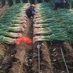 长白大葱纯绿色无公害产品