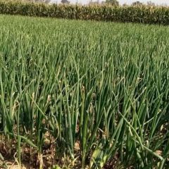 保定蠡县长白大葱