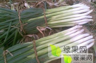 蠡县封沟长白大葱大量上市