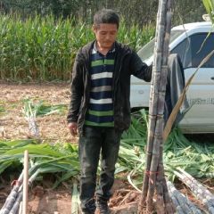 黑皮甘蔗中秋节大量供应