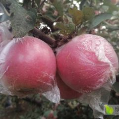 红富士苹果 国红苹果 斗南苹果