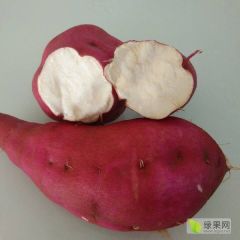 商薯19淀粉加工，可走商品条型好皮色好3/8两精品