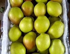 陕西红香酥梨，库尔勒香梨产地批发价格