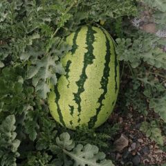 甘肃硒砂瓜金花1号,金城5号6月下旬上市至9月诚信代办代发合作共赢