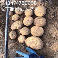 300亩 沙地陇七15号开圈