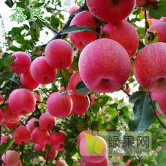 山东潍坊红富士苹果大量上市了货源多，价格低