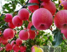 山东潍坊红富士苹果大量上市了货源多，价格低
