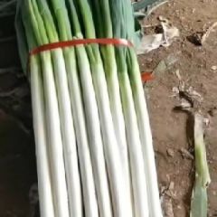 平度蔬菜金牌代办