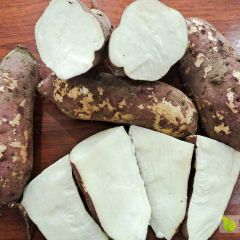 商薯19粉厂酒厂产地直销保质保量