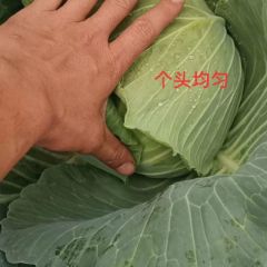 精品扁包正在上市中，质量好价格优。