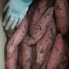 烟薯25走全国各地的