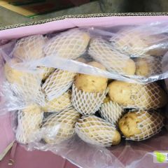 山东省济南市莱芜区出售优质莱芜土豆