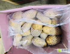 山东省济南市莱芜区出售优质莱芜土豆