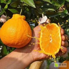 湖北蜜桔/丑橘 丑八怪/小叶桔/橙子/ 产地一手货源