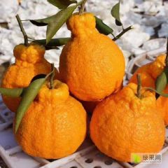 湖北蜜桔/不知火丑八怪/柚子产地一手货源