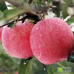 富士苹果，绿色认证，基地直供，优质价廉