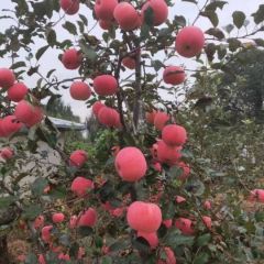 盖县各种苹果代办