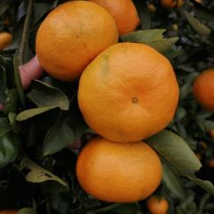 蜜桔，湖北蜜桔产地一手货源直销，口感纯甜，果皮细腻光滑