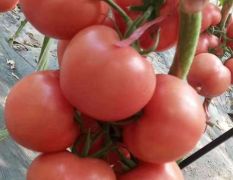 寿光蔬菜硬粉西红柿——祥佳蔬菜合作社供应各类蔬菜