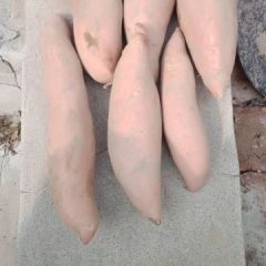 大量供应 龙薯九号红薯 大约六万斤