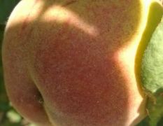 供应新品种桃树苗鲜食黄桃