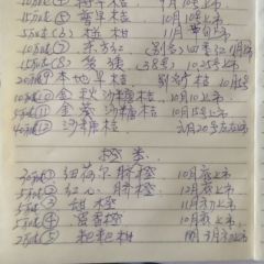 广西桂北水果交易市场大量柑橘已经上市