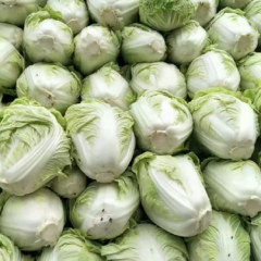 开封通许东京868大白菜