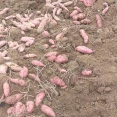 正宗东固壁红薯。皮粉红瓤白