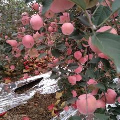 山东烟台红富士苹果80以上大果大批量供货价格从优