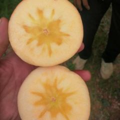 甘肃光果冰糖心红富士大量成熟，诚信代办13830000149马爱祖