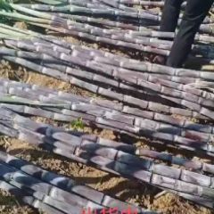 黑皮甘庶大亮上市中基地直共