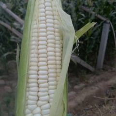 大量供应秋延鲜糯甜玉米