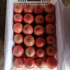 2020乐亭硬粉西红柿大量上市啦！