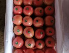 2020乐亭硬粉西红柿大量上市啦！