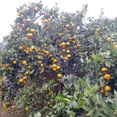 大量供应优质早熟蜜桔