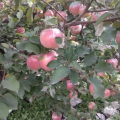 潍坊红富士苹果 产地直销