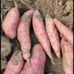 山东夏津县西瓜红地瓜，济薯26