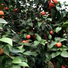 优质沙糖桔大量供应