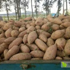 龙薯九大量上市