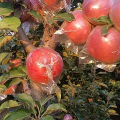 山东冠县膜袋红富士苹果上市啦