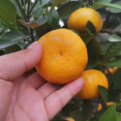 你有市场我有货