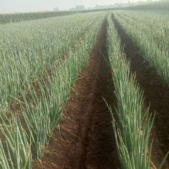 优质长白大葱质优价廉