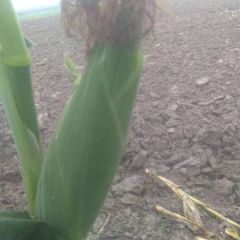 甜玉米大量上市，欢迎选购。