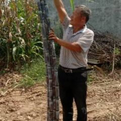 黑皮甘蔗中秋节上市，欢迎到时选购