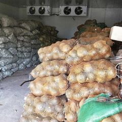 大量库存土豆荷兰十五出售！