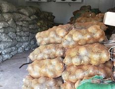 大量库存土豆荷兰十五出售！