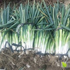 葫芦岛兴城长白大葱大量上市！