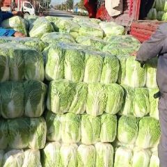 山东肥城北京三号白菜，黄心白菜大量上市