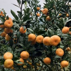 甜而化渣的南丰蜜橘上市了