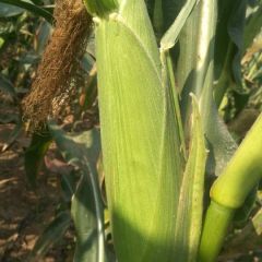 百亩良田基地鲜糯粘玉米上市中